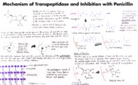 24 Mechanism Of Transpeptidase And Inhibition With Penicillin