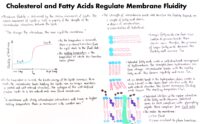 25 Cholesterol And Fatty Acids Regulate Membrane Fluidity