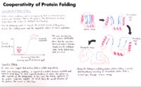 25 Cooperativity Of Protein Folding