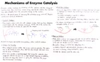 25 Mechanisms Of Enzyme Catalysis