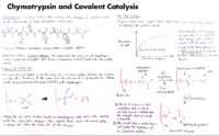 27 Chymotrypsin And Covalent Catalysis