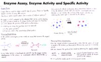 27 Enzyme Assay, Enzyme Activity And Specific Activity