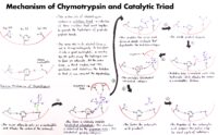 28 Mechanism Of Chymotrypsin And Catalytic Triad