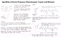 29 Specificity Of Serine Proteases (Chymotrypsin, Trypsin And Elastase)