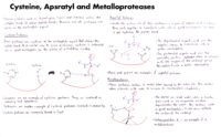 30 Cysteine, Apsratyl And Metalloproteases