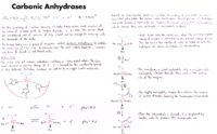 31 Carbonic Anhydrases