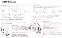 32 Nmp Kinases