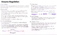 33 Enzyme Regulation