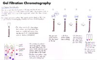 33 Gel Filtration Chromatography