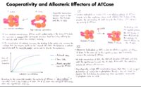 37 Cooperativity And Allosteric Effectors Of Atcase