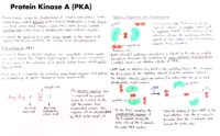 40 Protein Kinase A (Pka)