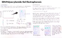 40 Sds Polyacrylamide Gel Electrophoresis
