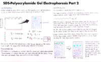 41 Sds Polyacrylamide Gel Electrophoresis Part 2