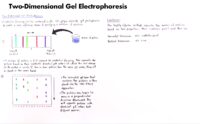 42 Two Dimensional Gel Electrophoresis
