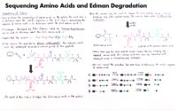 46 Sequencing Amino Acids And Edman Degradation