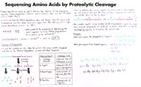 47 Sequencing Amino Acids By Proteolytic Cleavage