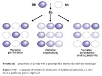 B⁄B – Genetics, Penetrance vs. Expressivity